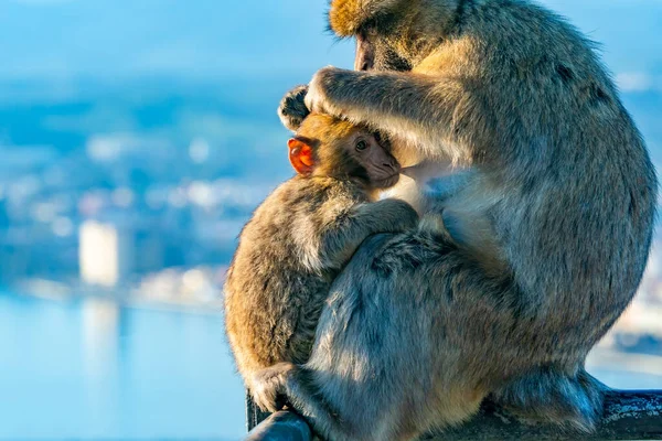 stock image Barbary Macaque (Macaca Sylvanus) apes - mother and baby. Gibraltar, United Kingdom. Selective focus