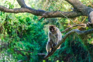 Barbar Macaque (Macaca Sylvanus) maymunu. Cebelitarık, Birleşik Krallık. Seçici odak