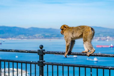 Barbar Macaque (Macaca Sylvanus) maymunu. Cebelitarık, Birleşik Krallık. Seçici odak