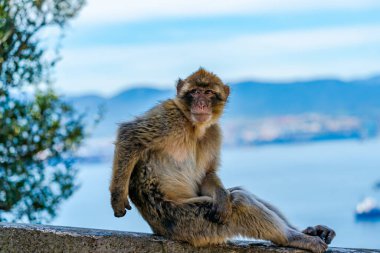 Barbar Macaque (Macaca Sylvanus) maymunu. Cebelitarık, Birleşik Krallık. Seçici odak