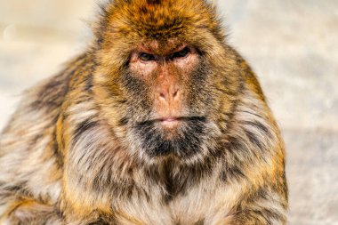 Barbar Macaque (Macaca Sylvanus) maymunu. Cebelitarık, Birleşik Krallık. Seçici odak