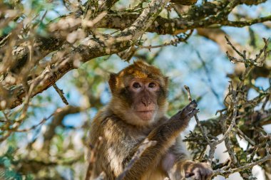 Barbar Macaque (Macaca Sylvanus) maymunu. Cebelitarık, Birleşik Krallık. Seçici odak