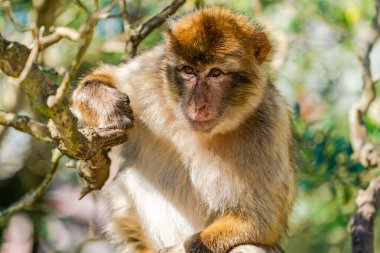 Barbar Macaque (Macaca Sylvanus) maymunu. Cebelitarık, Birleşik Krallık. Seçici odak