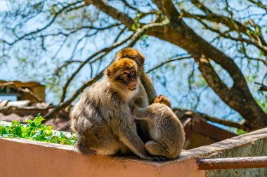 Barbary Macaque (Macaca Sylvanus) maymunlar - anne ve bebeğe sahip aile. Cebelitarık, Birleşik Krallık. Seçici odak