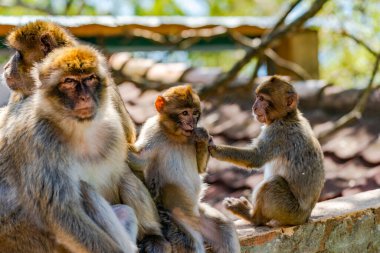 Barbary Macaque (Macaca Sylvanus) maymunlar - annesi ve iki bebeği olan aile, Gibraltar, Birleşik Krallık. Seçici odak