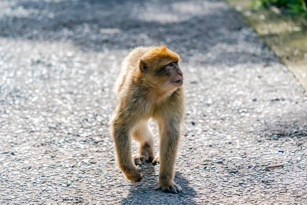Barbary Macaque Macaca Sylvanus Ape Gibraltar United Kingdom Selective Focus — Stock Photo, Image