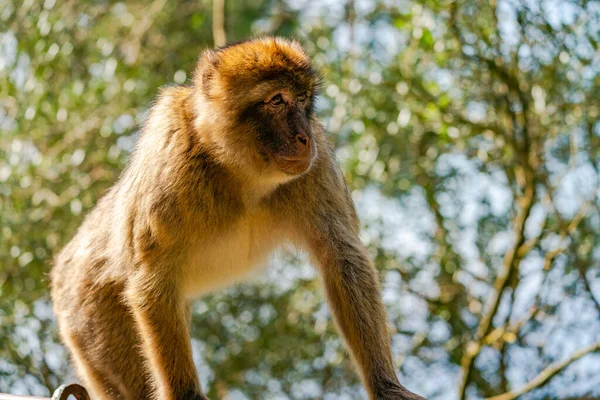 stock image Barbary Macaque (Macaca Sylvanus) ape. Gibraltar, United Kingdom. Selective focus