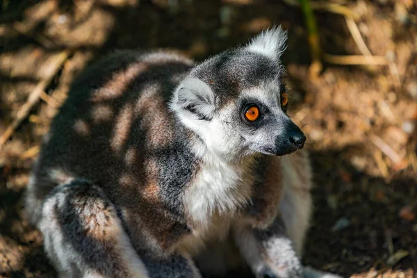 Ringelschwanzmaki Lemur Catta Gefährdete Strepsirrhein Primaten Die Auf Der Insel — Stockfoto