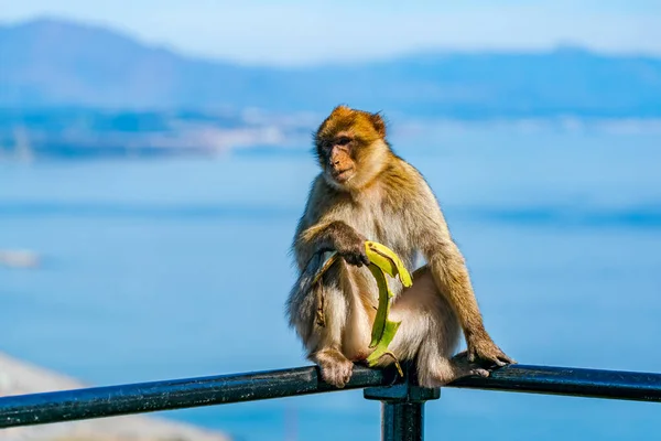 stock image Barbary Macaque (Macaca Sylvanus) ape. Gibraltar, United Kingdom. Selective focus