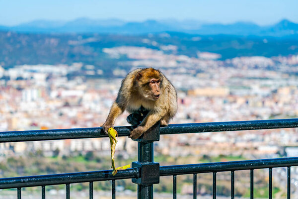 Барбари Макак (Macaca Sylvanus) обезьяна. Гибралтар, Великобритания. Селективный фокус
