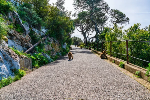Wild Barbary Macaques Path Gibraltar Natural Reserve Upper Rock — Stock Photo, Image