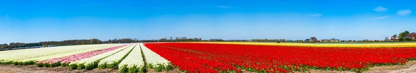 Поля Красочными Тюльпанами Lisse Holland — стоковое фото