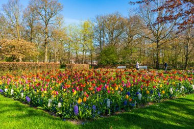 LISSE, HOLLLLAND - 19 Nisan 2023: Keukenhof Park 'ta çiçek açan çiçekler, dünyanın en büyük çiçek bahçelerinden biri ve dünya çapında popüler bir turizm merkezi..