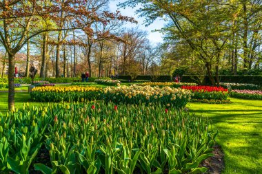 LISSE, HOLLLLAND - 19 Nisan 2023: Ziyaretçiler, dünyanın en büyük çiçek bahçelerinden biri olan Keukenhof Park 'ta çiçek açan lalelerin ve dünya çapında popüler bir turizm merkezinin keyfini çıkarıyorlar..