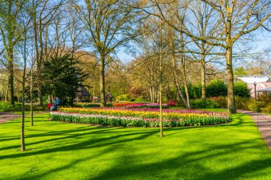 LISSE, HOLLLLAND - 19 Nisan 2023: Keukenhof Park 'ta çiçek açan laleler, dünyanın en büyük çiçek bahçelerinden biri ve dünya çapında popüler bir turizm merkezi..