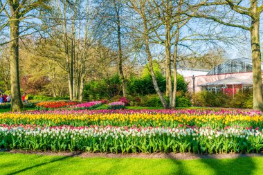 LISSE, HOLLLLAND - 19 Nisan 2023: Keukenhof Park 'ta çiçek açan laleler, dünyanın en büyük çiçek bahçelerinden biri ve dünya çapında popüler bir turizm merkezi..
