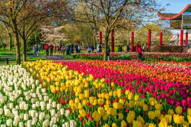 LISSE, HOLLLLAND - 19 Nisan 2023: Ziyaretçiler, dünyanın en büyük çiçek bahçelerinden biri olan Keukenhof Park 'ta çiçek açan lalelerin ve dünya çapında popüler bir turizm merkezinin keyfini çıkarıyorlar..