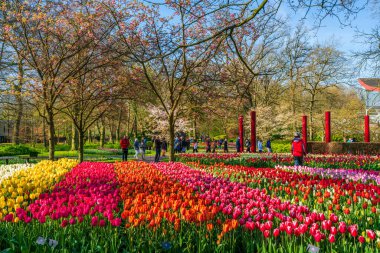 LISSE, HOLLLLAND - 19 Nisan 2023: Ziyaretçiler, dünyanın en büyük çiçek bahçelerinden biri olan Keukenhof Park 'ta çiçek açan lalelerin ve dünya çapında popüler bir turizm merkezinin keyfini çıkarıyorlar..