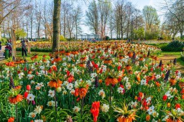 LISSE, HOLLLLAND - 19 Nisan 2023: Ziyaretçiler, dünyanın en büyük çiçek bahçelerinden biri olan Keukenhof Park 'ta çiçek açmanın ve dünya çapında popüler bir turizm merkezinin keyfini çıkarıyorlar..