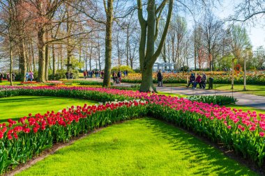 LISSE, HOLLLLAND - 19 Nisan 2023: Keukenhof Park 'ta çiçek açan laleler, dünyanın en büyük çiçek bahçelerinden biri ve dünya çapında popüler bir turizm merkezi..