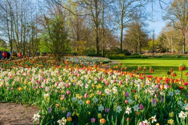 LISSE, HOLLLLAND - 19 Nisan 2023: Keukenhof Park 'ta çiçek açan çiçekler, dünyanın en büyük çiçek bahçelerinden biri ve dünya çapında popüler bir turizm merkezi..
