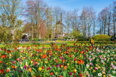 LISSE, HOLLLLAND - 19 Nisan 2023: Ziyaretçiler, dünyanın en büyük çiçek bahçelerinden biri olan Keukenhof Park 'ta çiçek açmanın ve dünya çapında popüler bir turizm merkezinin keyfini çıkarıyorlar..