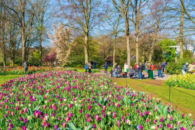 LISSE, HOLLLLAND - 19 Nisan 2023: Ziyaretçiler, dünyanın en büyük çiçek bahçelerinden biri olan Keukenhof Park 'ta çiçek açan lalelerin ve dünya çapında popüler bir turizm merkezinin keyfini çıkarıyorlar..