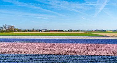 Lisse, Hollanda 'da renkli sümbül çiçekleri açan tarlalar