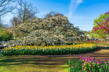 LISSE, HOLLLAND (19 Nisan 2023 - Keukenhof, ayrıca Avrupa Bahçesi olarak da bilinir), Lisse 'de bulunan dünyanın en büyük çiçek bahçelerinden biridir. Dünya çapında popüler bir turizm merkezi..