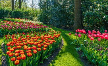 Hollanda, Keukenhof Garden 'da güzel laleler açıyor.