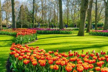 LISSE, HOLLLLAND - 19 Nisan 2023: Keukenhof Park 'ta çiçek açan laleler, dünyanın en büyük çiçek bahçelerinden biri ve dünya çapında popüler bir turizm merkezi..