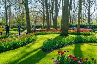 LISSE, HOLLLLAND - 19 Nisan 2023: Keukenhof Park 'ta çiçek açan laleler, dünyanın en büyük çiçek bahçelerinden biri ve dünya çapında popüler bir turizm merkezi..