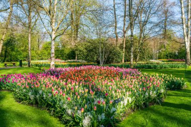 Güzel Keukenhof Bahçesi Çiçekli laleler, Hollanda