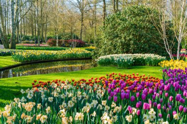 LISSE, HOLLLLAND - 19 Nisan 2023: Keukenhof Park 'ta çiçek açan çiçekler, dünyanın en büyük çiçek bahçelerinden biri ve dünya çapında popüler bir turizm merkezi..