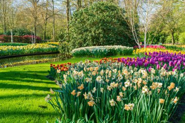 Hollanda, Keukenhof Bahçesi 'nde çiçek açan güzel çiçekler. Seçici odak