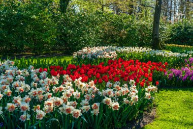 Hollanda 'daki Keukenhof Bahçesi' nde çiçek açan güzel çiçekler. Seçici odak