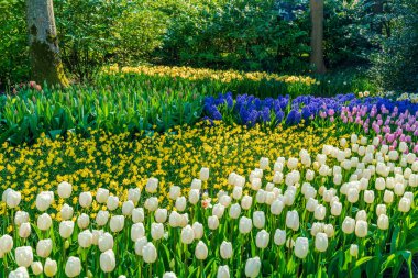 Hollanda 'daki Keukenhof Bahçesi' nde çiçek açan güzel çiçekler. Seçici odak