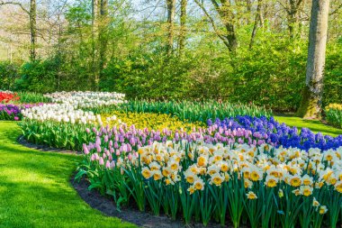 Hollanda 'daki Keukenhof Bahçesi' nde çiçek açan güzel çiçekler. Seçici odak