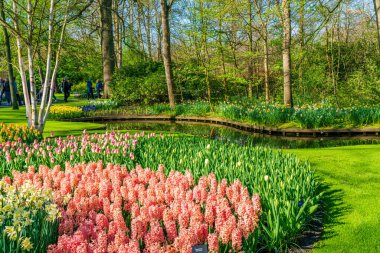 LISSE, HOLLLLAND - 19 Nisan 2023: Keukenhof Park 'ta çiçek açan çiçekler, dünyanın en büyük çiçek bahçelerinden biri ve dünya çapında popüler bir turizm merkezi..