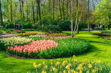 LISSE, HOLLLAND (19 Nisan 2023 - Keukenhof, ayrıca Avrupa Bahçesi olarak da bilinir), Lisse 'de bulunan dünyanın en büyük çiçek bahçelerinden biridir. Dünya çapında popüler bir turizm merkezi..