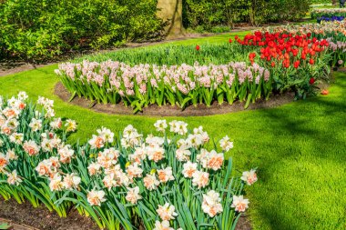 Hollanda 'daki Keukenhof Bahçesi' nde çiçek açan güzel çiçekler. Seçici odak