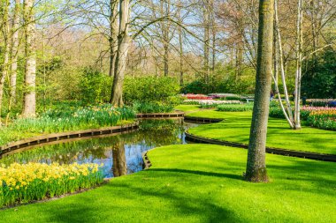 Çiçekli güzel Keukenhof Bahçesi, Hollanda