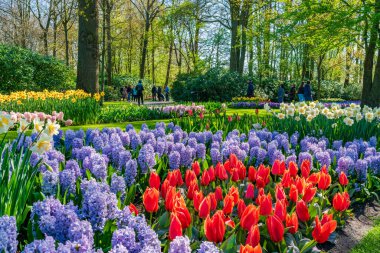 LISSE, HOLLLAND (19 Nisan 2023 - Keukenhof, ayrıca Avrupa Bahçesi olarak da bilinir), Lisse 'de bulunan dünyanın en büyük çiçek bahçelerinden biridir. Dünya çapında popüler bir turizm merkezi..