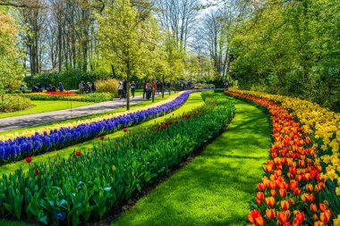 LISSE, HOLLLAND (19 Nisan 2023 - Keukenhof, ayrıca Avrupa Bahçesi olarak da bilinir), Lisse 'de bulunan dünyanın en büyük çiçek bahçelerinden biridir. Dünya çapında popüler bir turizm merkezi..