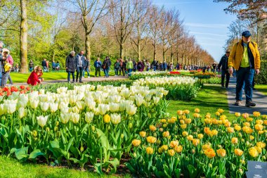 LISSE, HOLLLLAND - 19 Nisan 2023: Ziyaretçiler, dünyanın en büyük çiçek bahçelerinden biri olan Keukenhof Park 'ta çiçek açan lalelerin ve dünya çapında popüler bir turizm merkezinin keyfini çıkarıyorlar..