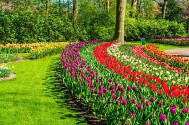 Güzel Keukenhof Bahçesi Çiçekli laleler, Hollanda