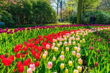 Hollanda, Keukenhof Garden 'da güzel laleler. Seçici odak