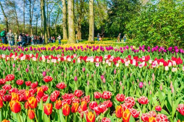 LISSE, HOLLLLAND - 19 Nisan 2023: Keukenhof Park 'ta çiçek açan laleler, dünyanın en büyük çiçek bahçelerinden biri ve dünya çapında popüler bir turizm merkezi..