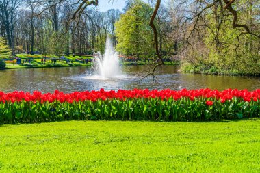 LISSE, HOLLLAND (19 Nisan 2023 - Keukenhof, ayrıca Avrupa Bahçesi olarak da bilinir), Lisse 'de bulunan dünyanın en büyük çiçek bahçelerinden biridir. Dünya çapında popüler bir turizm merkezi..