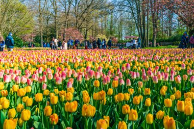 LISSE, HOLLLLAND - 19 Nisan 2023: Keukenhof Park 'ta çiçek açan laleler, dünyanın en büyük çiçek bahçelerinden biri ve dünya çapında popüler bir turizm merkezi..